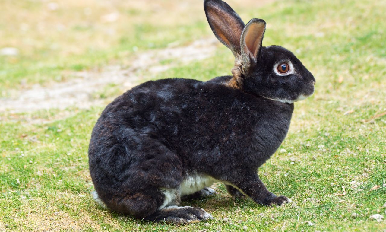 Black Rabbit Spiritual Meaning And Symbolism