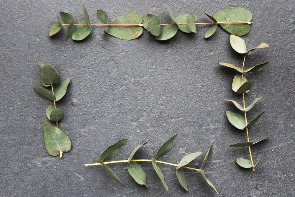 Eucalyptus