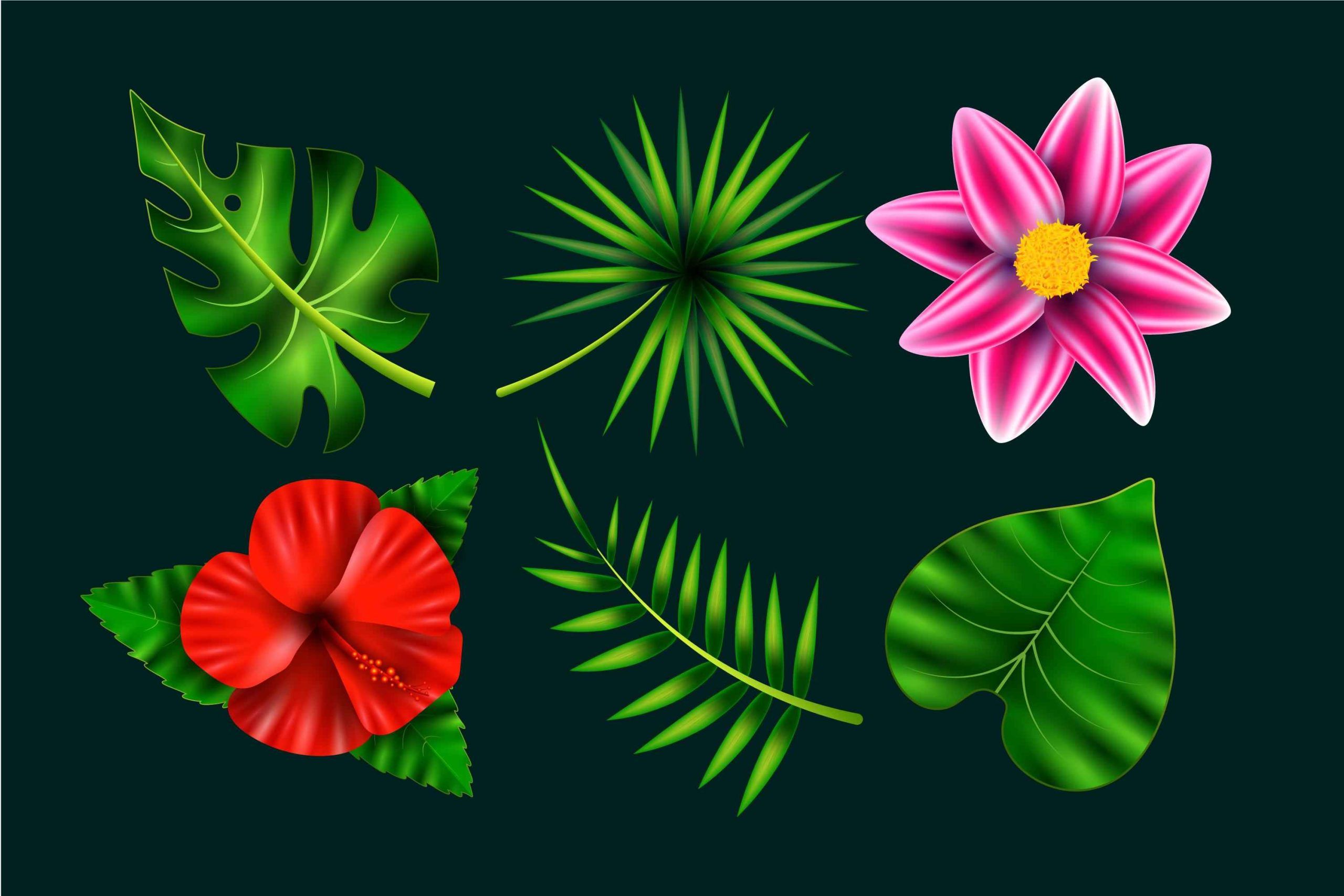 Hibiscus Leaves