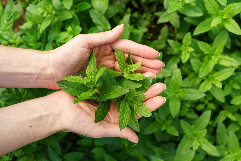 Mint Herb to Grow at Home