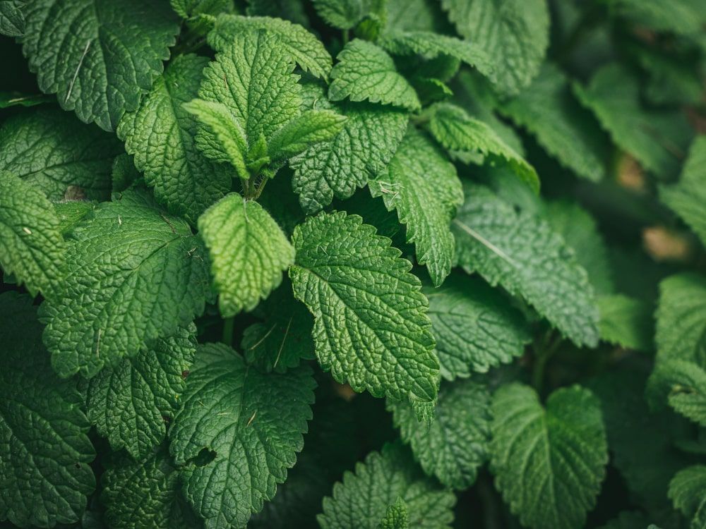 Nettle Leaf