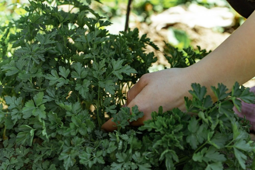 Herb to Grow at Home