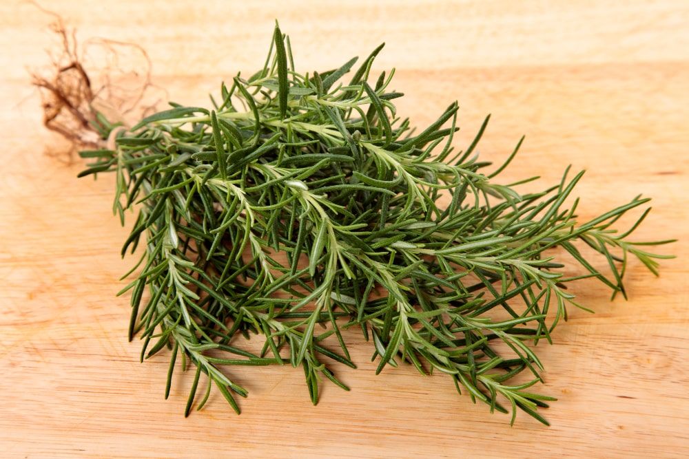 Rosemary Herb to Grow at Home