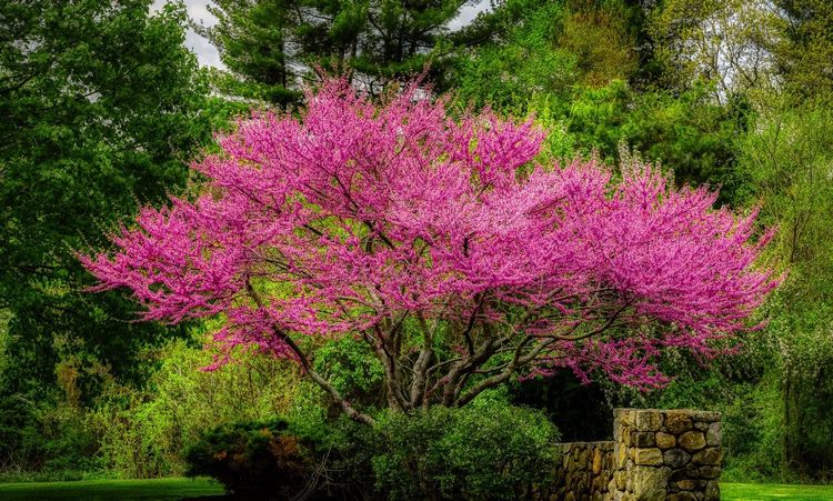 What Are The Best Trees For Small Yards?