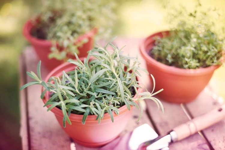 How to Grow Medicinal Herbs at Home