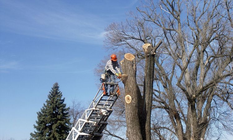 Reasons Why Hiring Tree Trimmers is Essential for Your Property