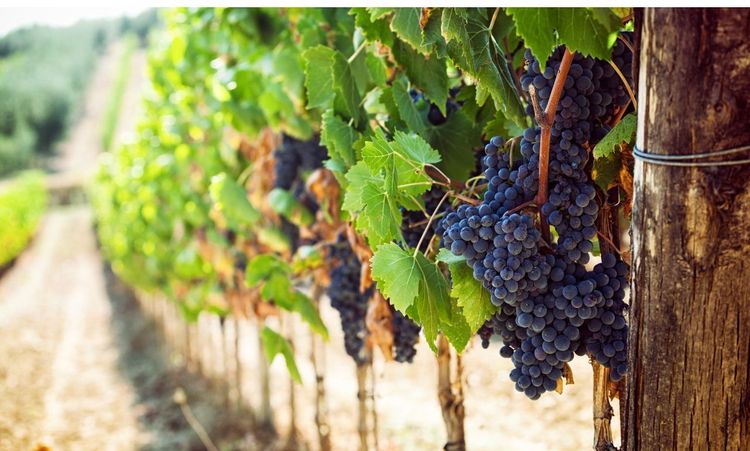How to Get Into the Wine Industry
